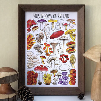 Mushrooms Of Britain Illustrated Postcard, 9 of 9