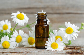 Herb Plants, Chamomile 'Roman' In A One Litre Pot, 4 of 7