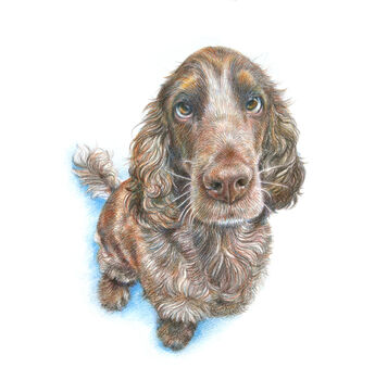 Hand Drawn Pencil Pet Portrait Drawing Or Gift Voucher, 6 of 12