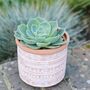 Geometric Print Terracotta Planter With Choice Of Plant, thumbnail 2 of 3