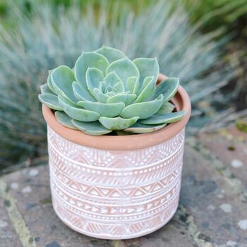 Geometric Print Terracotta Planter With Choice Of Plant, 2 of 3