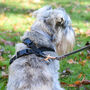 Squirrel Suprise Adjustable Dog Harness, thumbnail 5 of 12