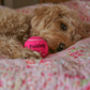 Personalised Dog Tennis Balls, thumbnail 9 of 12