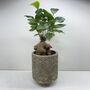 Ficus Ginseng Microcarpa Houseplant Bonsai Good Luck, thumbnail 8 of 9
