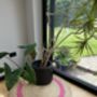 Pink Border Round Jute Rug, thumbnail 2 of 3