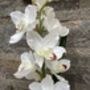 White Artificial Luxury Silk Cymbidium Orchid, thumbnail 2 of 6