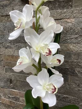 White Artificial Luxury Silk Cymbidium Orchid, 2 of 6