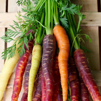 Grow Your Own Rainbow Carrots. Veg Growing Kit, 3 of 4