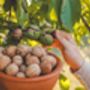 Walnut Tree, 'Juglans Regia', thumbnail 3 of 8