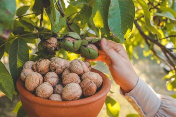Walnut Tree, 'Juglans Regia', 3 of 8