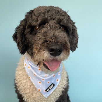 Floral Daisy And Polka Dot Dog Bandana, 3 of 3