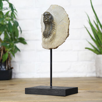 Reedops Trilobite Bespoke Solid Oak Stand Real Authentic Jurassic Dinosaur Fossil Natural History Interior Design Home Decor Display Gift Ornament, 2 of 4