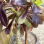 Aeonium Stem Support / Plant Support, thumbnail 9 of 11