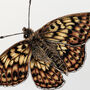U Is For Uncompaghre Butterfly Illustration Print, thumbnail 2 of 6