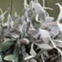 Frosted Olive Wreath, thumbnail 2 of 2
