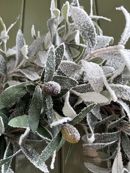 Frosted Olive Wreath, 2 of 2