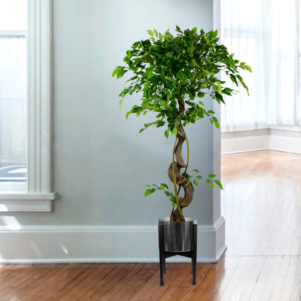 Twisted Japanese Fruticosa Style Ficus Artificial Tree, 1 of 2