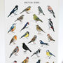 British Birds Illustrated Print, thumbnail 5 of 8