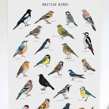 British Birds Illustrated Print, 5 of 8