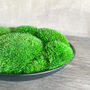 Preserved Moss In Ceramic Bowl, thumbnail 2 of 3