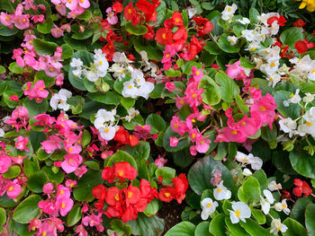 Begonia 'Green Leaf Mixed', 6 of 9