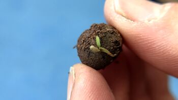 Christmas Bees Wildflower Seeds Secret Santa Gifts, 7 of 9