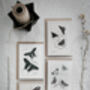 Set Of Four Butterfly Cards – Vintage Illustration Mix, thumbnail 2 of 12