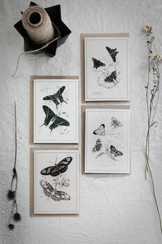 Set Of Four Butterfly Cards – Vintage Illustration Mix, 2 of 12