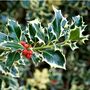 Holly Plants Ilex 'Silver Queen' Two X One Litre Pots, thumbnail 4 of 5