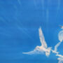 Ocean Magicians, thumbnail 6 of 10