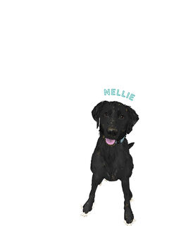 Miniature Pet Portrait, 3 of 4