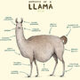 Anatomy Of A Llama Art Print By Sophie Corrigan, thumbnail 3 of 4