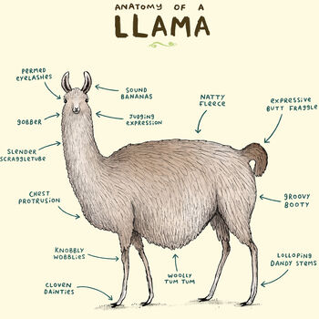 Anatomy Of A Llama Art Print By Sophie Corrigan, 3 of 4