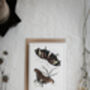 Vintage Butterfly Card Set – Mixed Pack Of Four, thumbnail 3 of 10