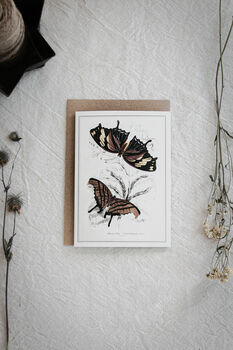 Vintage Butterfly Card Set – Mixed Pack Of Four, 3 of 10