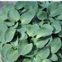 Hosta Plants 'T Rex' One X Full Plant In One Litre Pot, thumbnail 2 of 5