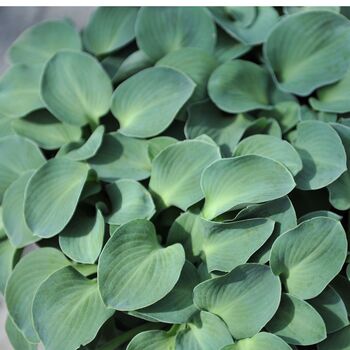 Hosta Plants 'T Rex' One X Full Plant In One Litre Pot, 2 of 5