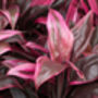 Houseplant Cordyline 'Strawberry Queen' 15cm Pot, thumbnail 5 of 5