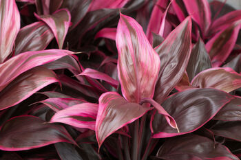 Houseplant Cordyline 'Strawberry Queen' 15cm Pot, 5 of 5