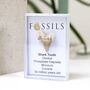 Shark Tooth Fossil Otodus, thumbnail 8 of 12
