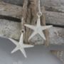 Sterling Silver Starfish Earrings, thumbnail 1 of 6