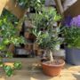 The Olive Tree Bonsai Gift, thumbnail 1 of 12