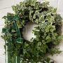 Living Ivy Wreath, thumbnail 2 of 4