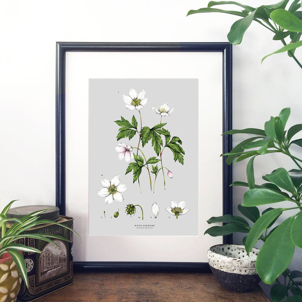 Wood Anemone Botanical Art Print By Catherine Lewis Design ...