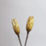 Large Dried Protea Magnifica Buds, thumbnail 2 of 4