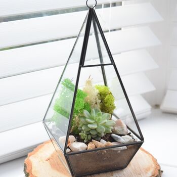 Black Pyramid Terrarium Kit With Succulent Or Cactus, 3 of 12