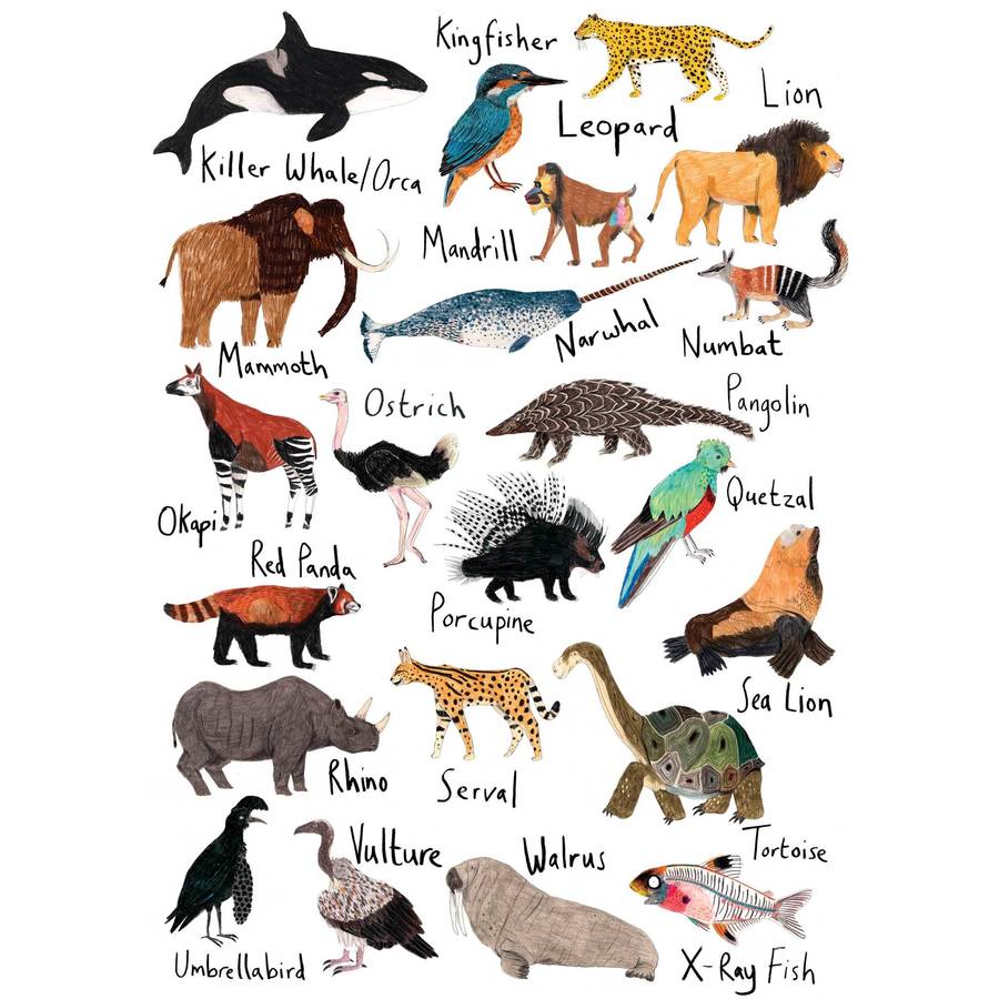 Personalised Name Animal Print By James Barker | notonthehighstreet.com