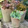 Set Of Three Moss Aged Planters, thumbnail 1 of 6