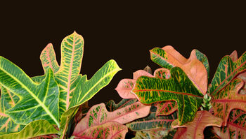 Croton Excellent' Houseplant, 4 of 4