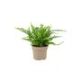 Boston Fern Nephrolepis In 12cm Ceramic Pot, thumbnail 7 of 9